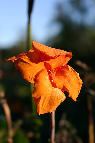 IMG_0661